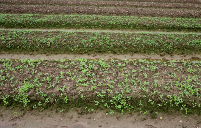 1684466909184459.png 土壤重金屬檢測(cè)儀